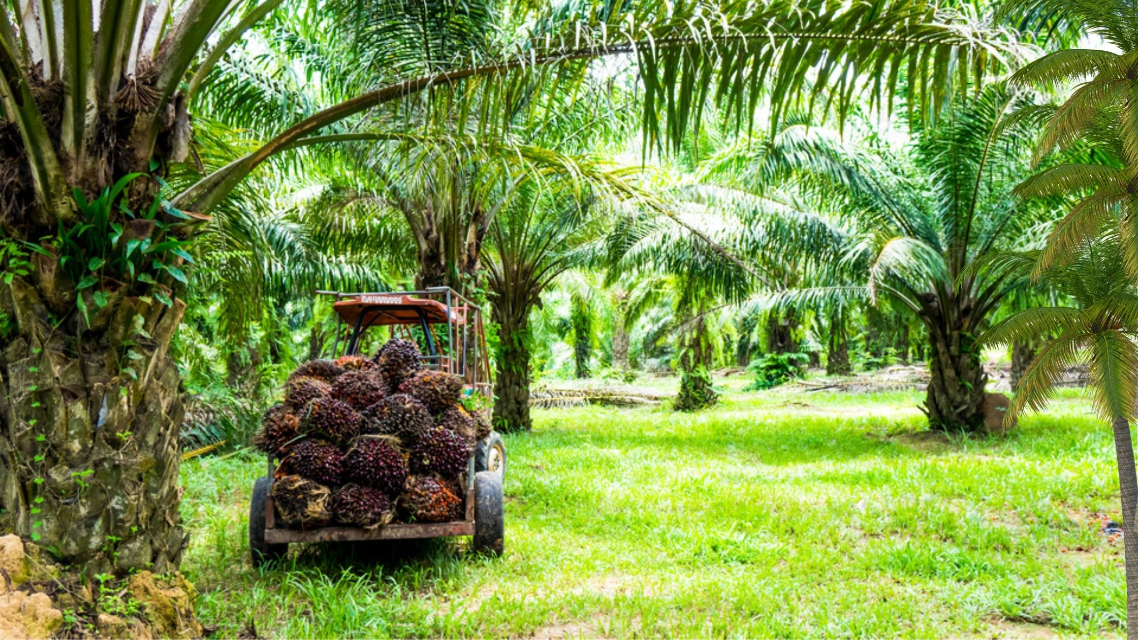 Indonesia bans palm oil export